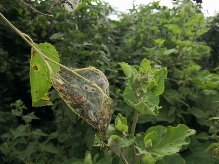 Fındık Üreticisine Amerikan Beyaz Kelebeği Uyarısı