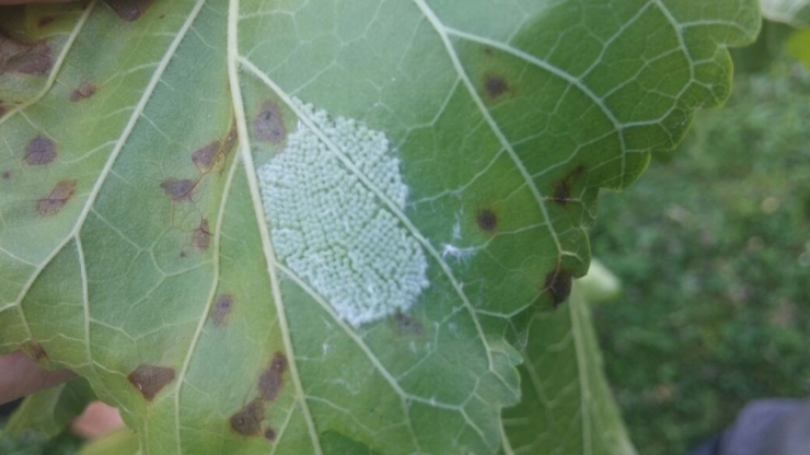 Fındık Üreticisine Amerikan Beyaz Kelebeği Uyarısı