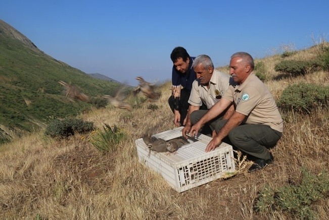 Elazığ’da Bin Keklik Doğaya Salındı