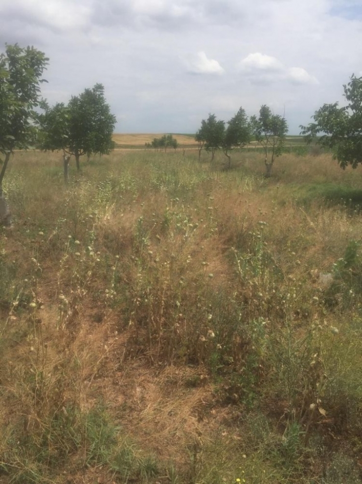 Eskişehir’de 14 Bin 780 Kök Haşhaş İmha Edildi