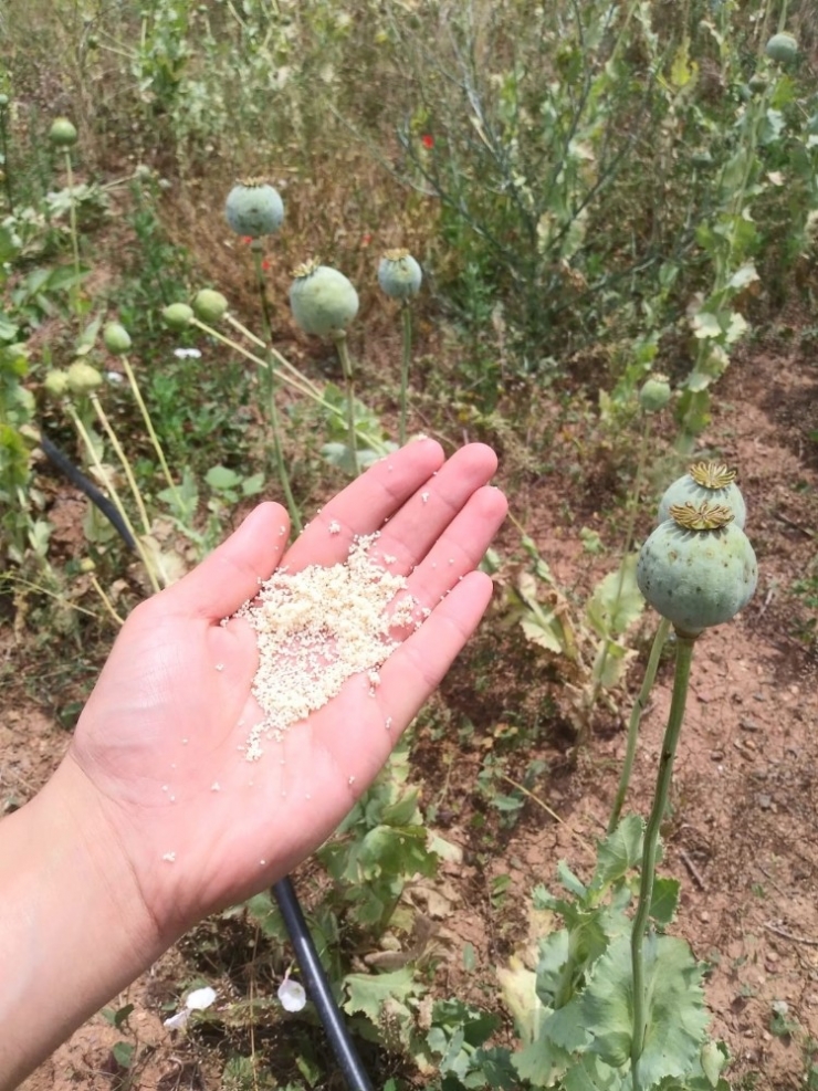 Eskişehir’de 14 Bin 780 Kök Haşhaş İmha Edildi