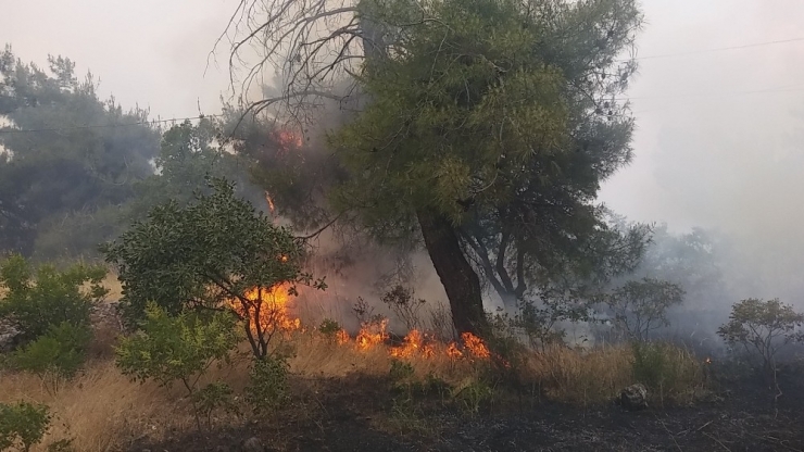 Gaziantep’te Orman Yangını