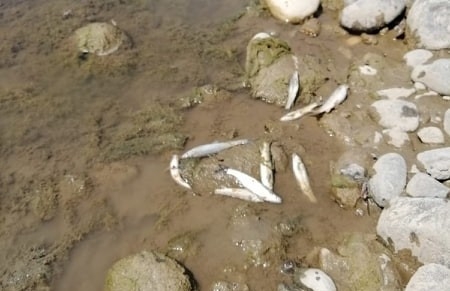 Sobi: "Balık Ölümleri Mühendislik Hatası"