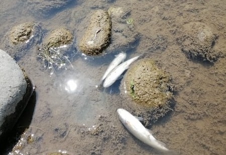 Sobi: "Balık Ölümleri Mühendislik Hatası"