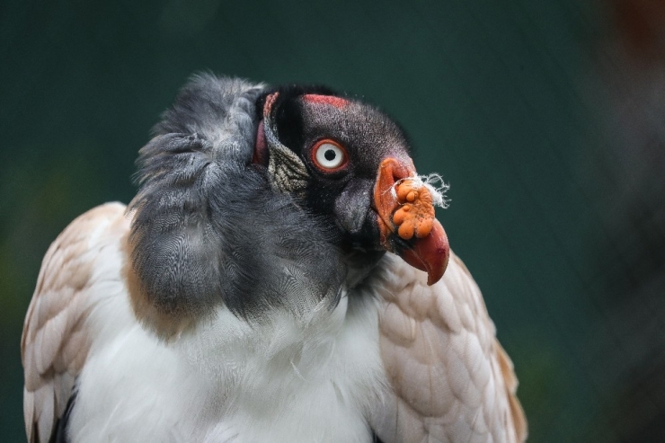 Botswana’da 500’den Fazla Akbaba Zehirlenerek Öldürüldü