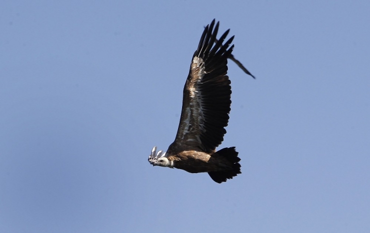 Botswana’da 500’den Fazla Akbaba Zehirlenerek Öldürüldü