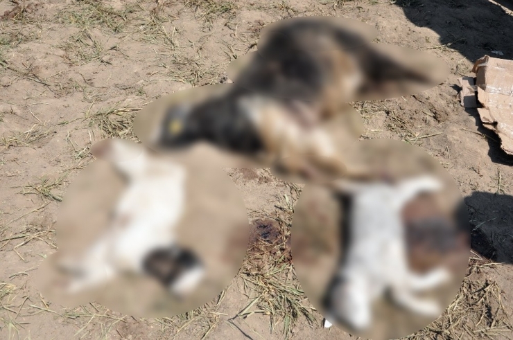 Yüksekova’da Başıboş Köpek Dehşeti