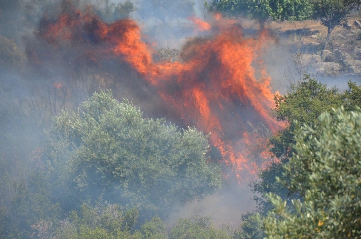 Koçarlı’da Arazi Yangını