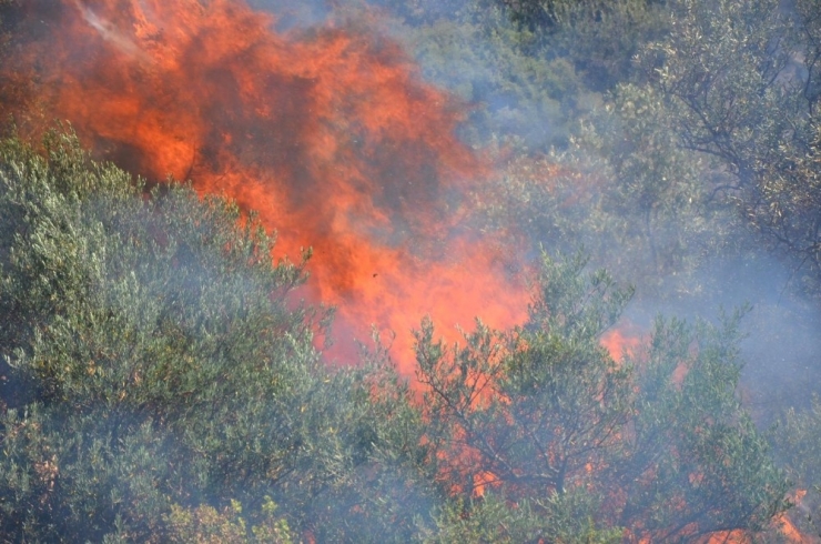 Koçarlı’da Arazi Yangını