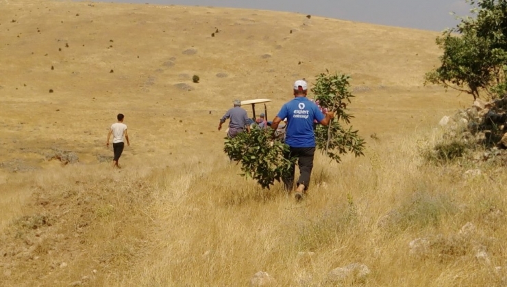 Mardin’de Bin Dönümlük Ağaçlık Alan Kül Oldu