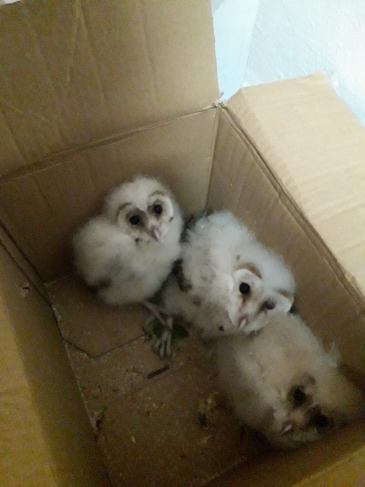 Çatı Arasında Mahsur Kalan Yavru Baykuşlar Kurtarıldı