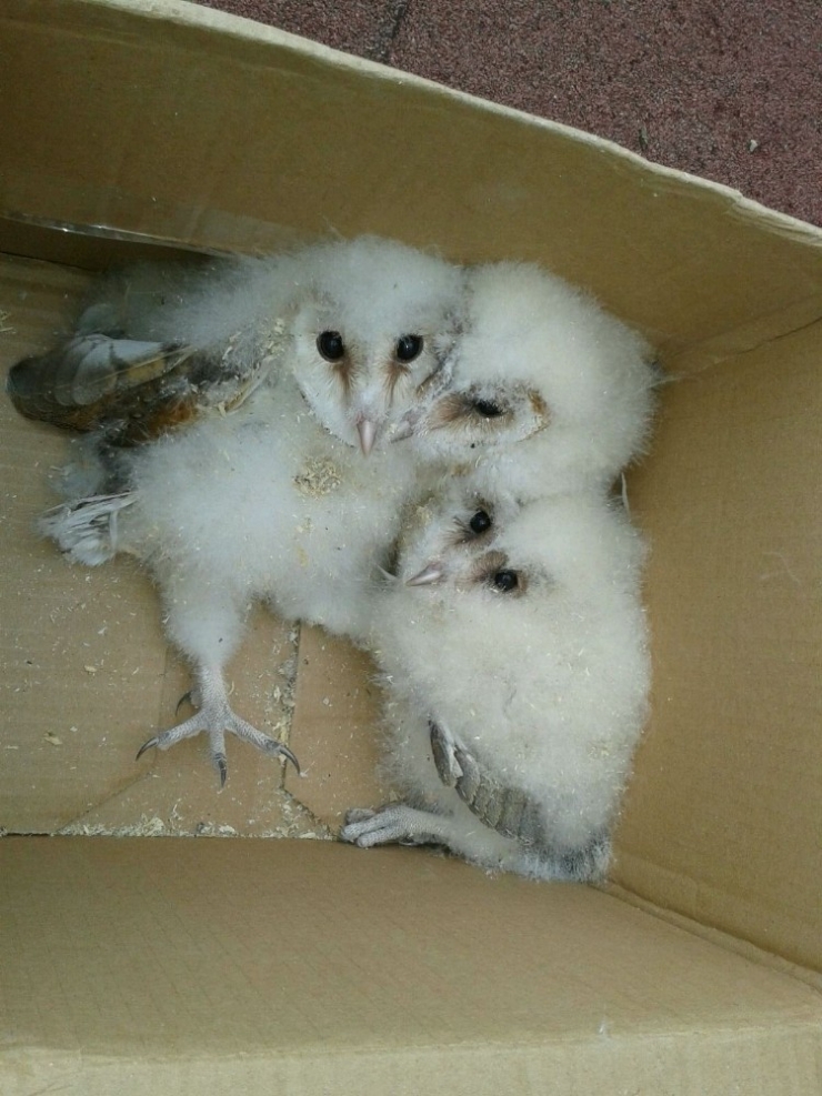 Çatı Arasında Mahsur Kalan Yavru Baykuşlar Kurtarıldı