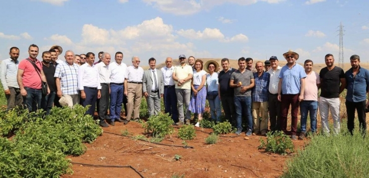 Siirt’te İlk Kez Patates Üretimi Gerçekleşti