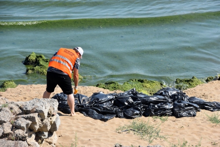 Sinop Sahillerinde Yosun Temizliği
