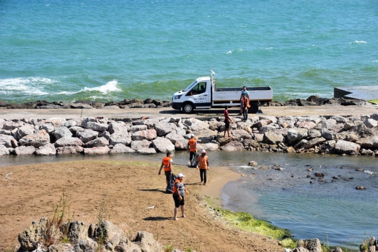 Sinop Sahillerinde Yosun Temizliği