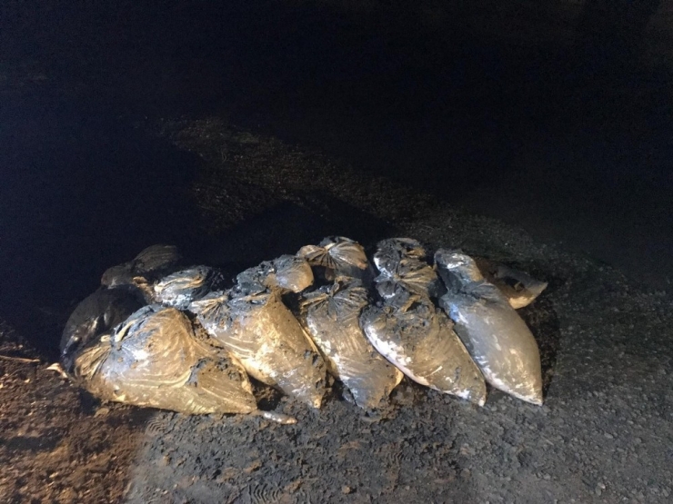 Van’da 10 Bin 500 Kilo Kaçak Avlanmış Balık Ele Geçirildi