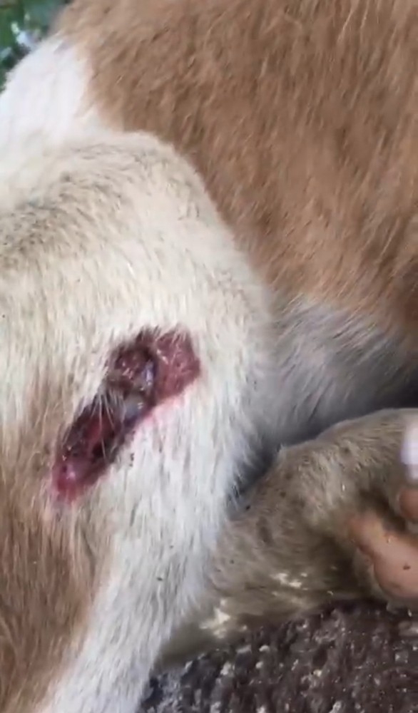 Çuvala Koyulup Ölüme Terk Edilen O Köpek Kurtarılamadı