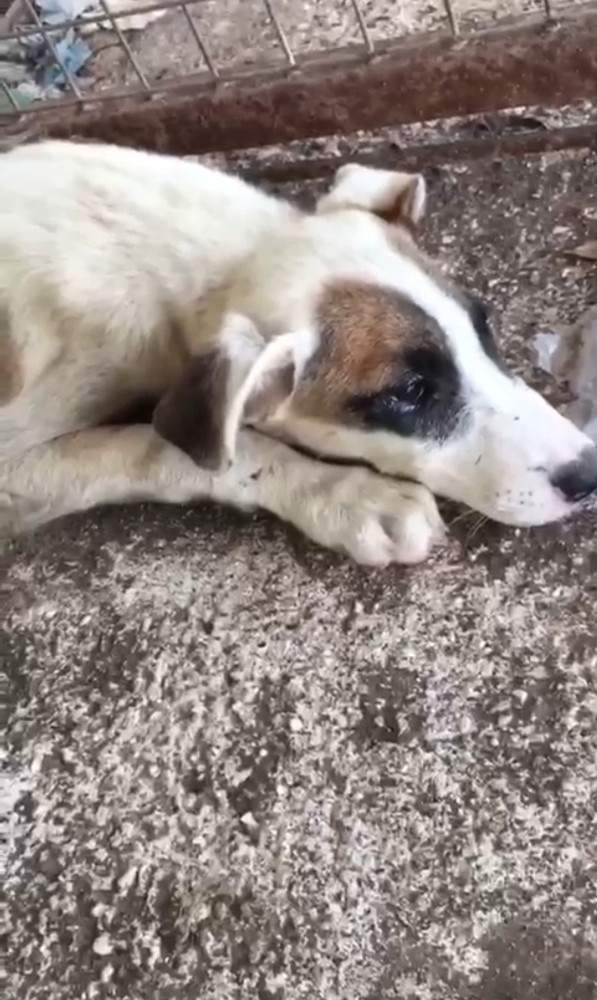 Çuvala Koyulup Ölüme Terk Edilen O Köpek Kurtarılamadı