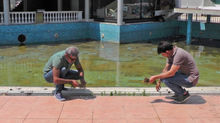 Havuz Başını Kenevir Tarlasına Çevirdi