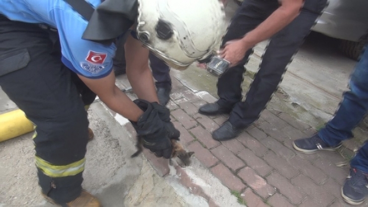 Arabaya Giren Yavru Kedi Gurbetçi Aileye Zor Anlar Yaşattı