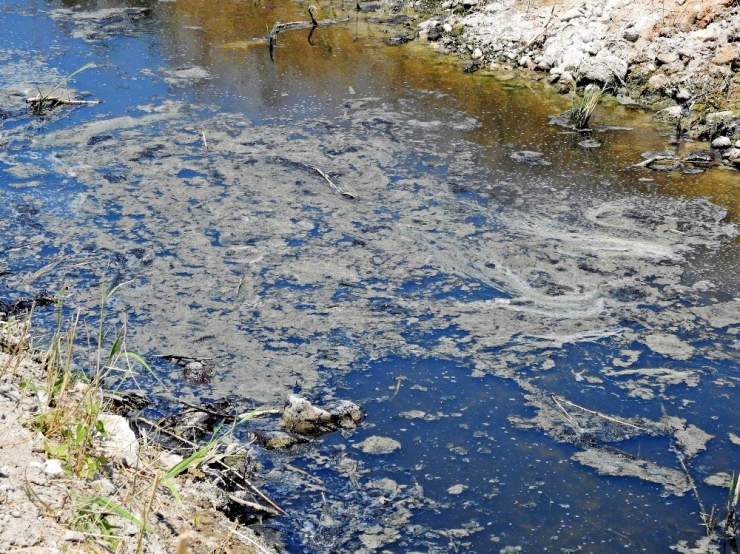Çeşme’de Dereden Gelen Kötü Koku İsyan Ettirdi
