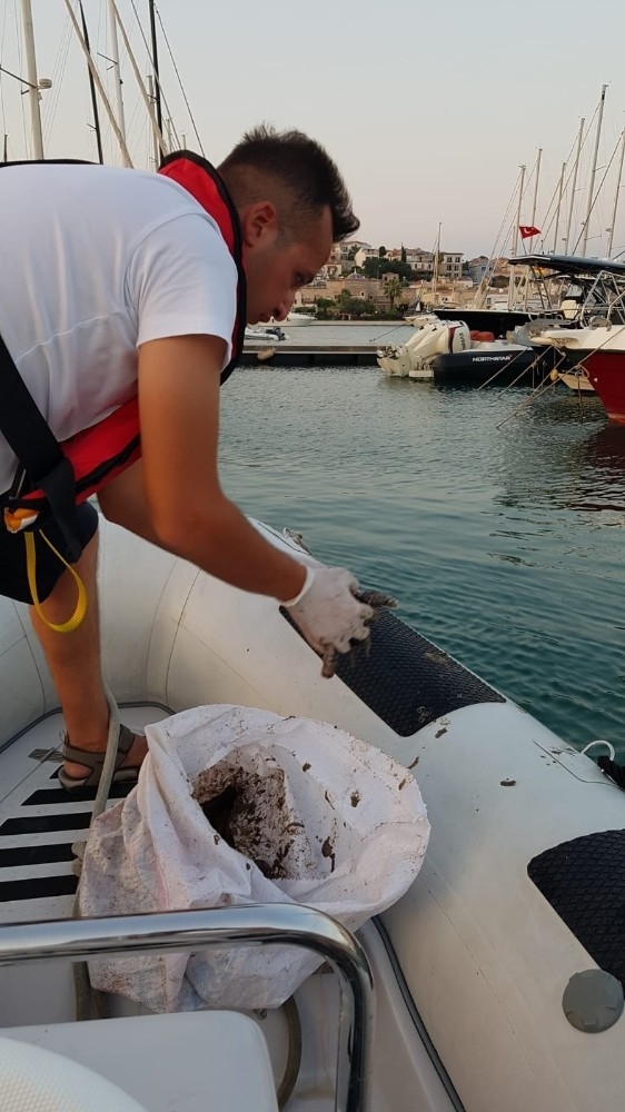 Çeşme Marina, Deniz Patlıcanlarına Ev Sahipliği Yapıyor
