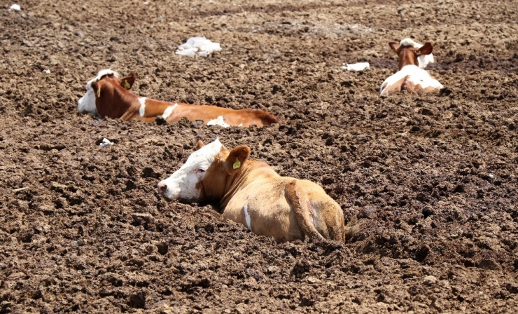 Erzincan’da İnek Kurtarma Operasyonu