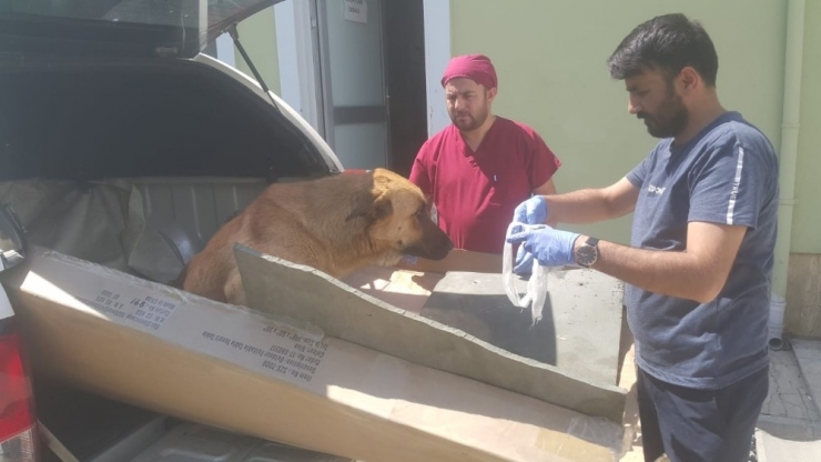 Ayakları Kırılan Köpek Van’a Sevk Edildi