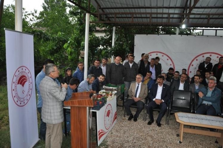 Kiraz, Vişne Ve Ceviz Festivali