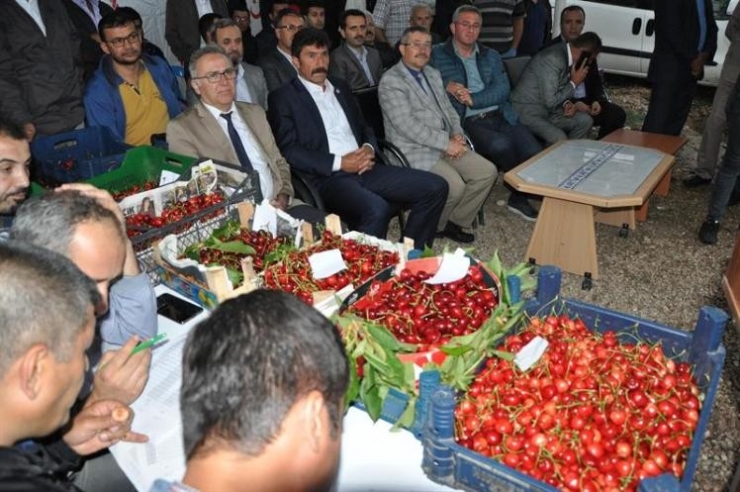 Kiraz, Vişne Ve Ceviz Festivali