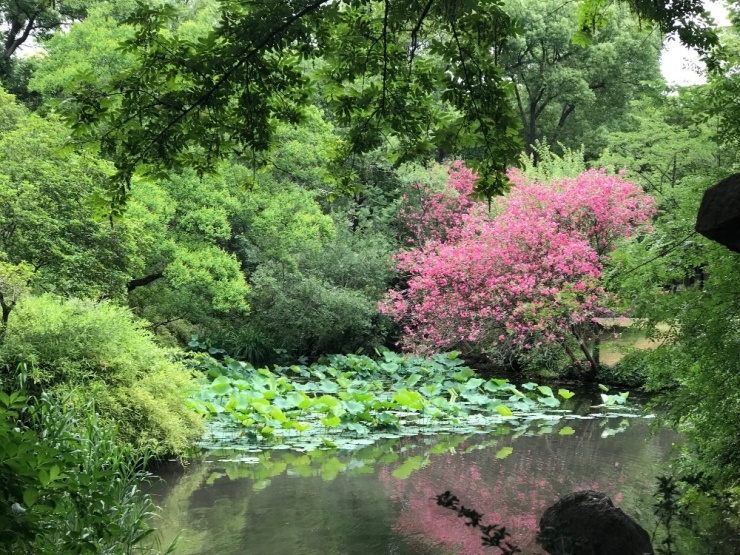 Tarihi Çin Bahçelerine Turist Akını