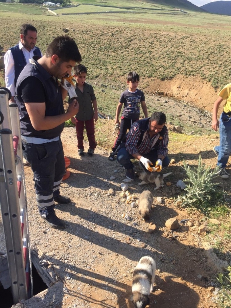 Van’da Köpek Kurtarma Operasyonu