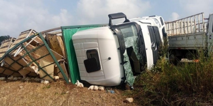 Osmaniye’de Tır Devrildi: 4 Bin Tavuk Telef Oldu