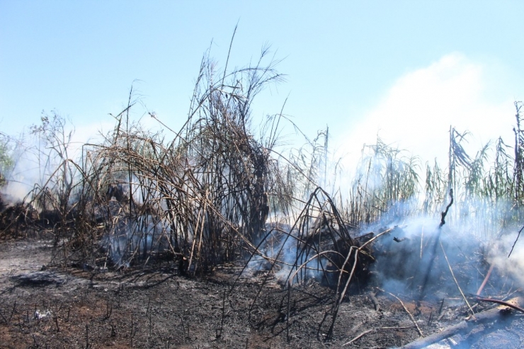 Antalya’da Ot Çalı Yangını