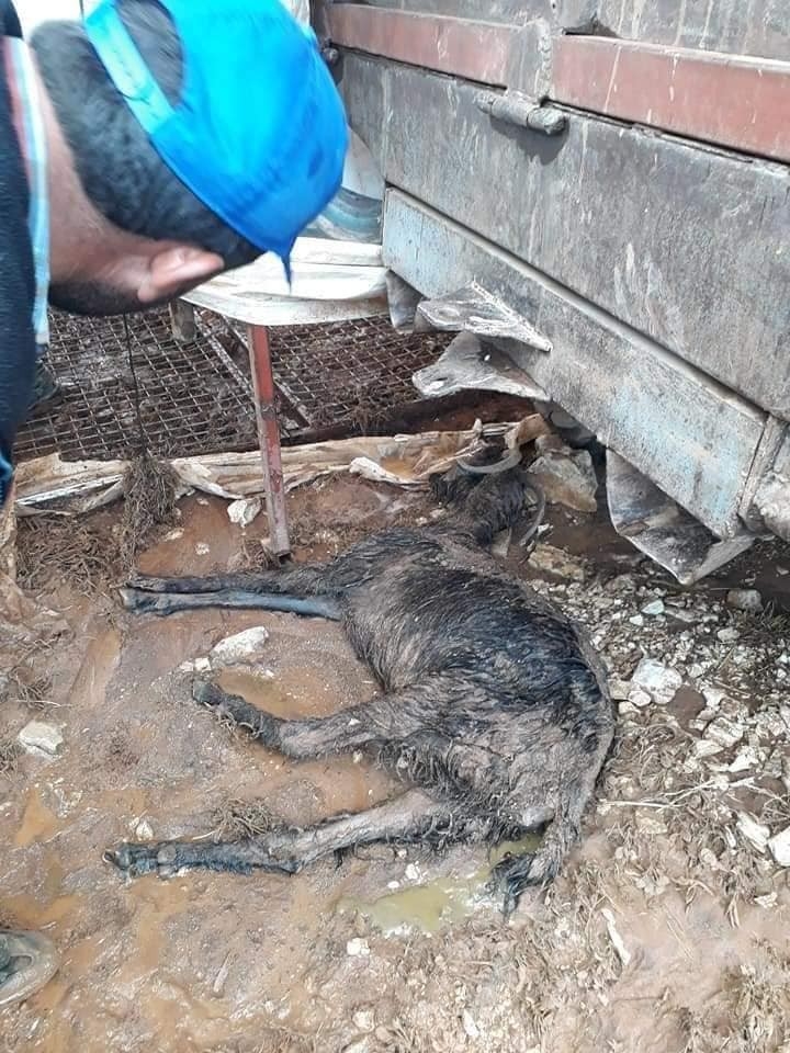 Antalya’da Selde 10 Küçükbaş Hayvan Telef Oldu