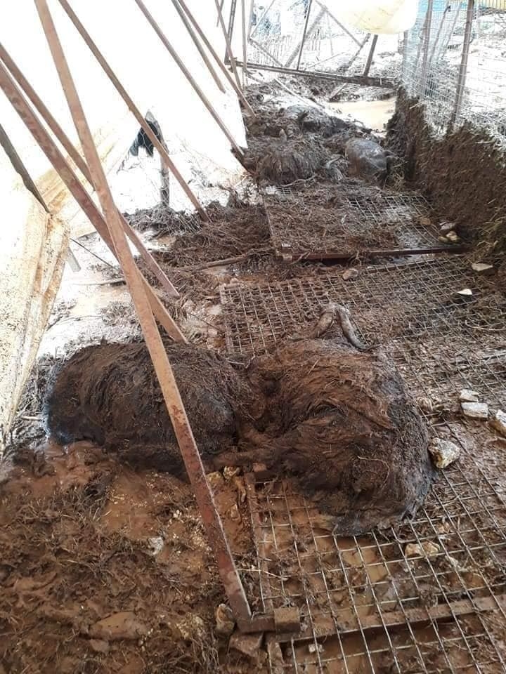 Antalya’da Selde 10 Küçükbaş Hayvan Telef Oldu