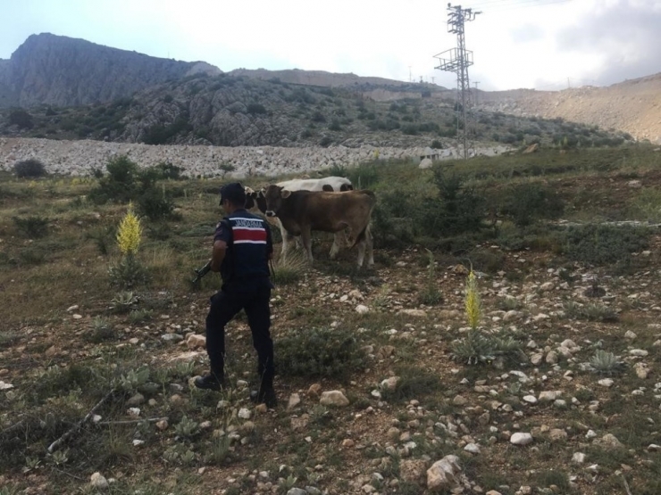 Kayıp İnekler Drone İle Bulundu