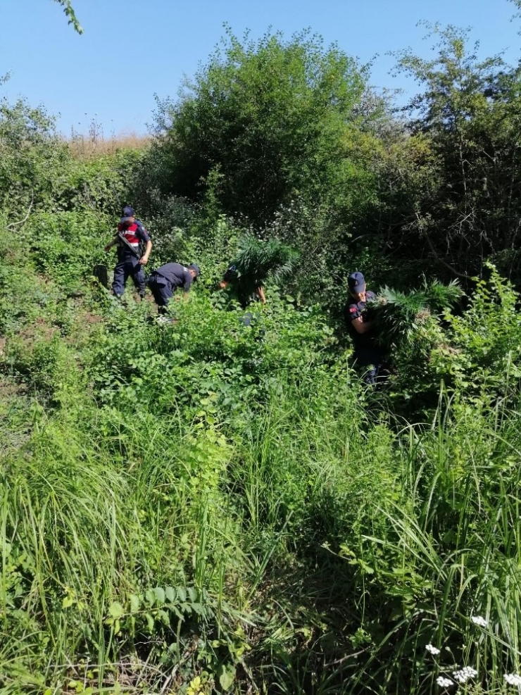 Tekirdağ’da Bin 37 Kök Hint Keneviri Ele Geçirildi
