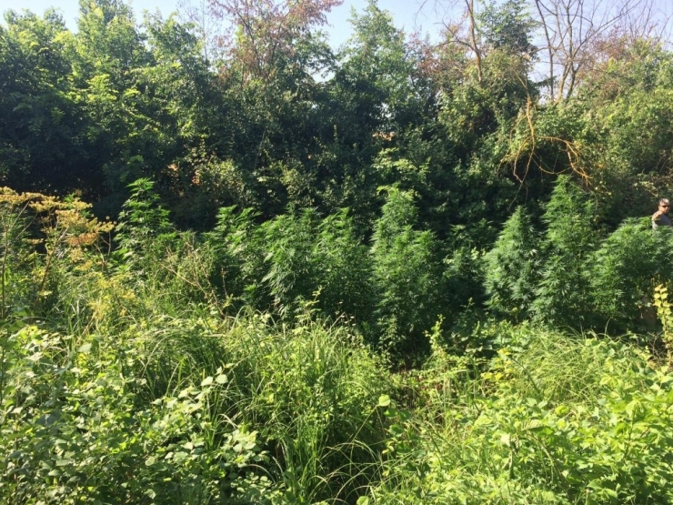 Tekirdağ’da Bin 37 Kök Hint Keneviri Ele Geçirildi