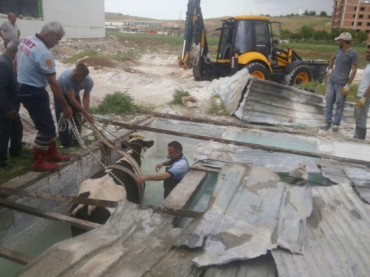 Siirt’te Bir İş Yerinin Havuzuna Düşen İnek İtfaiye Ekiplerince Kurtarıldı