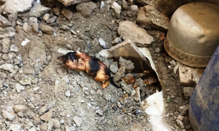 Kanalizasyon Borusuna Sıkışan Yavru Kediyi İtfaiye Kurardı