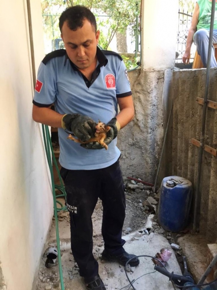 Kanalizasyon Borusuna Sıkışan Yavru Kediyi İtfaiye Kurardı