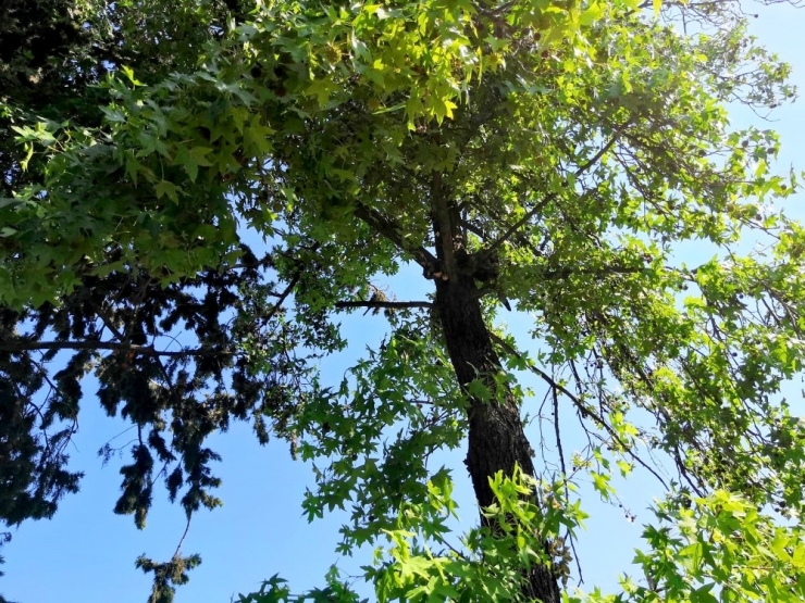 Ağaçta Mahsur Kalan Kedinin Yardımına İtfaiye Yetişti