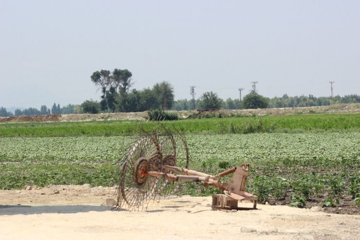 Suların Çekildiği Amik Ovası’nda Pamuk Hayat Buluyor