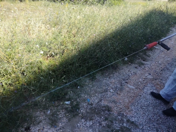 Bilecik Belediyesi’nden ’Sarıkız Örümceği’ İçin İlaçlama