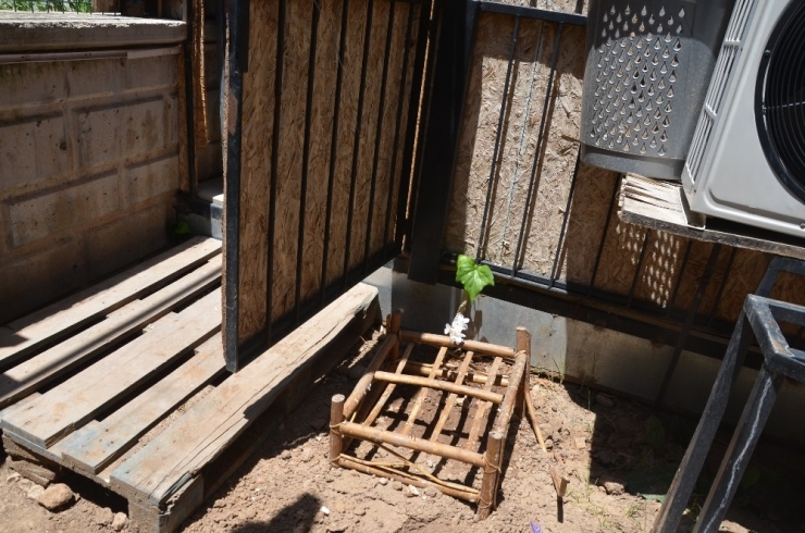 Vicdansız Sürücü Köpeği Böyle Ezdi