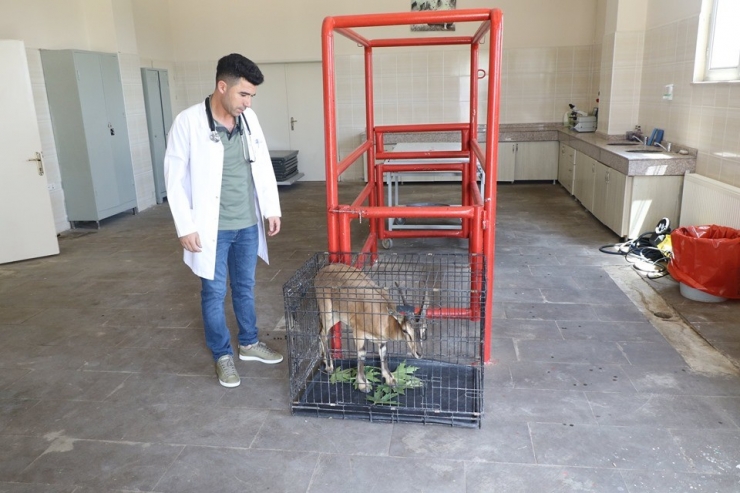Yaralı Dağ Keçisi Tedavi Edildikten Sonra Doğal Yaşam Alanına Bırakıldı