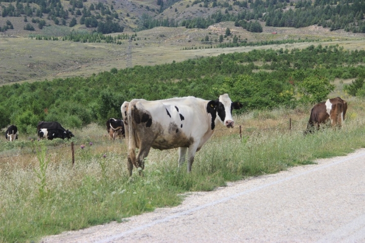 Peynir Ve Sütte ’Brusella’ Tehlikesi