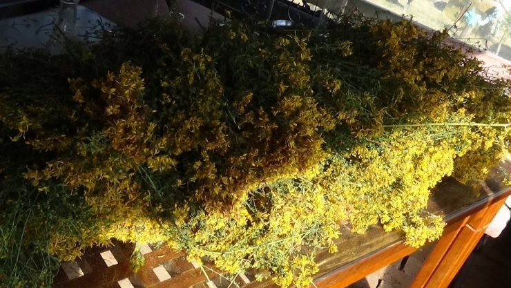 Osmanlı’nın Savaşırken Yanında Taşıdığı İksir “Kantaron Yağı”