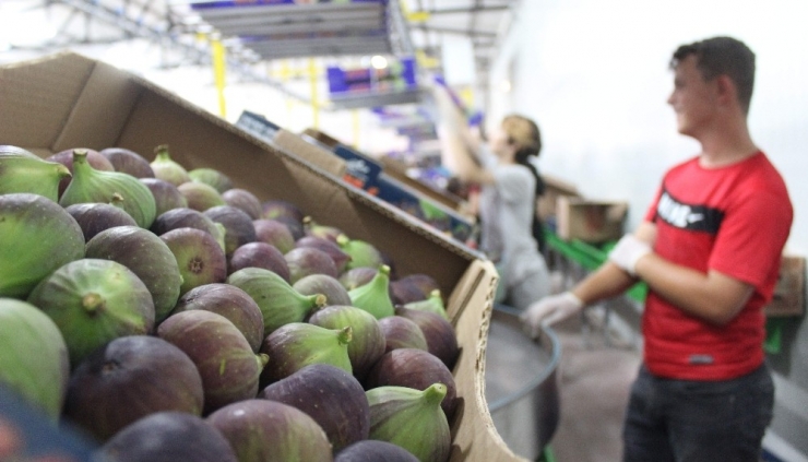 Kraliyet Meyvesinin Sırrı Bu Sineklerde